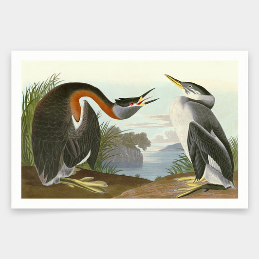 John James Audubon, Red necked Grebe,art prints,Vintage art,canvas wall art,famous art prints,q1914