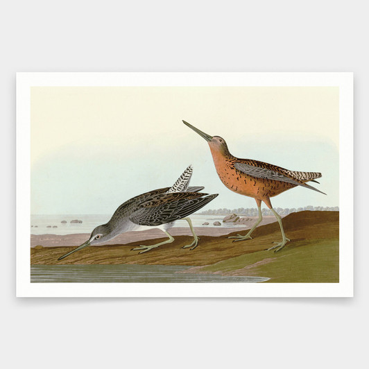 John James Audubon, Red breasted Snipe,art prints,Vintage art,canvas wall art,famous art prints,q1912