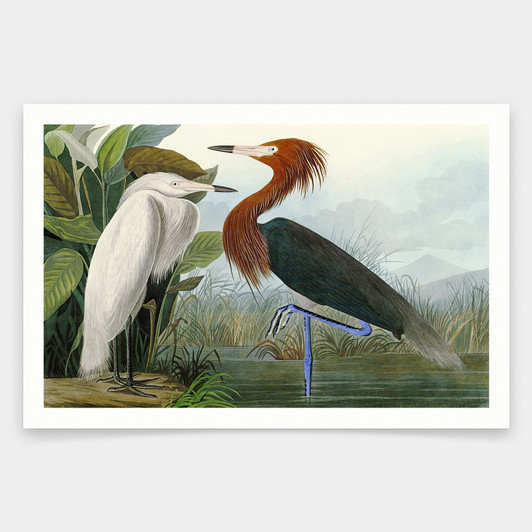 John James Audubon, Purple Heron,art prints,Vintage art,canvas wall art,famous art prints,q1906