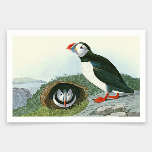 John James Audubon, Puffin,art prints,Vintage art,canvas wall art,famous art prints,q1904