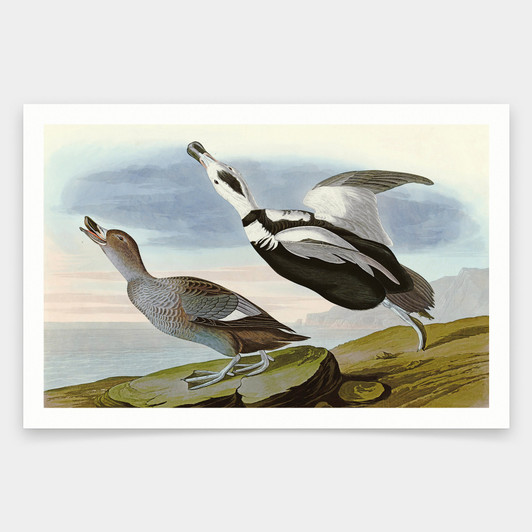 John James Audubon, Pied Duck,art prints,Vintage art,canvas wall art,famous art prints,q1897