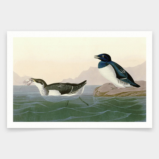 John James Audubon, Little Auk,art prints,Vintage art,canvas wall art,famous art prints,q1884