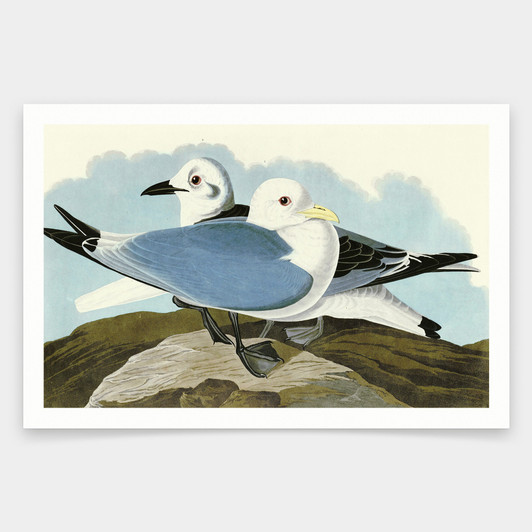 John James Audubon, Kittiwake Gull,art prints,Vintage art,canvas wall art,famous art prints,q1879