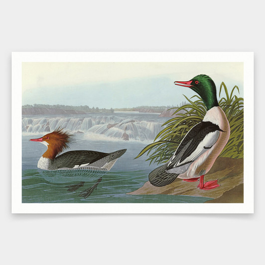John James Audubon, Goosander,art prints,Vintage art,canvas wall art,famous art prints,q1853