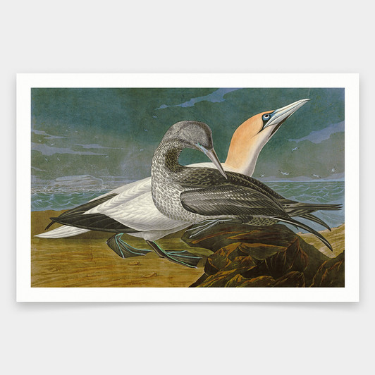 John James Audubon, Gannet,art prints,Vintage art,canvas wall art,famous art prints,q1849