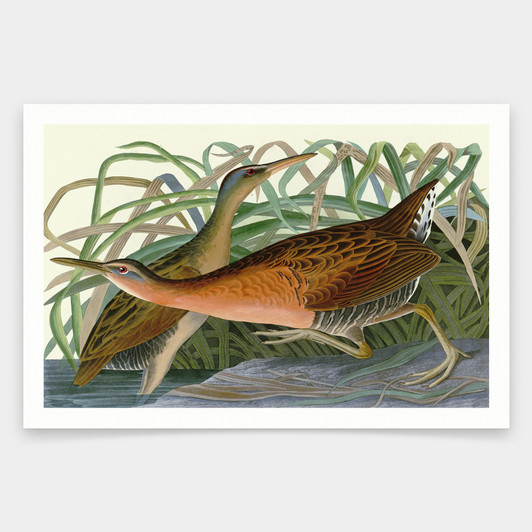 John James Audubon, Fresh Water Marsh Hen,art prints,Vintage art,canvas wall art,famous art prints,q1846