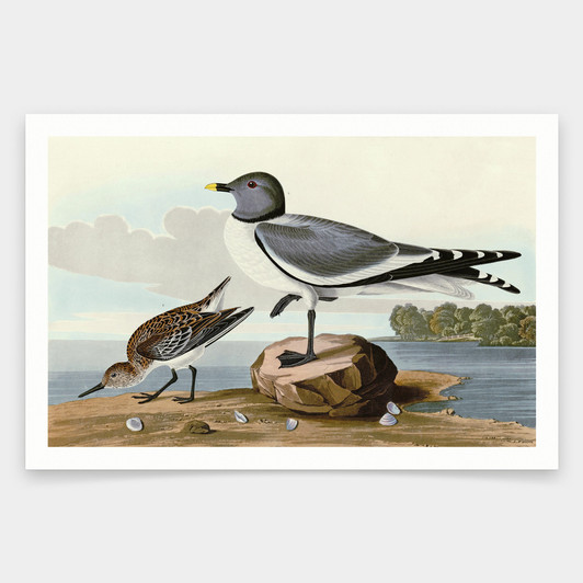 John James Audubon, Fork tailed Gull,art prints,Vintage art,canvas wall art,famous art prints,q1844