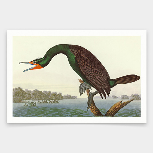 John James Audubon, Florida Cormorant,art prints,Vintage art,canvas wall art,famous art prints,q1841