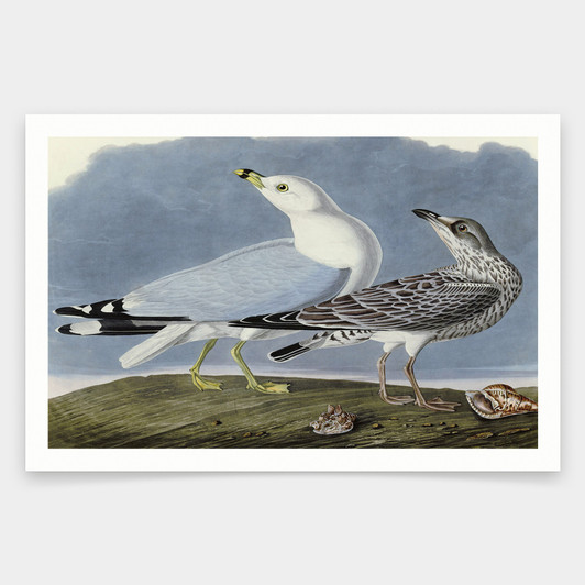 John James Audubon, Common Gull,art prints,Vintage art,canvas wall art,famous art prints,q1832