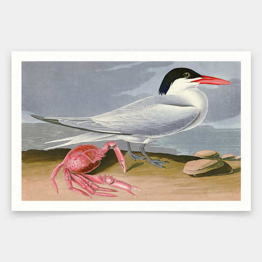 John James Audubon, Cayenne Tern,art prints,Vintage art,canvas wall art,famous art prints,q1827