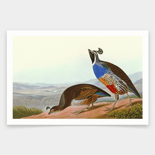John James Audubon, California Partridge,art prints,Vintage art,canvas wall art,famous art prints,q1825