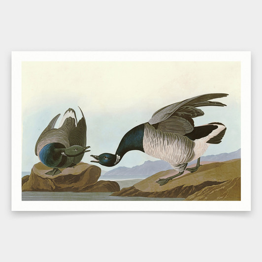 John James Audubon, Brant Goose,art prints,Vintage art,canvas wall art,famous art prints,q1819
