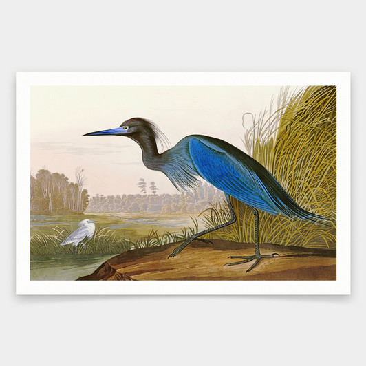 John James Audubon, Blue Crane or Heron,art prints,Vintage art,canvas wall art,famous art prints,q1816
