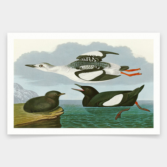 John James Audubon, Black Guillemot,art prints,Vintage art,canvas wall art,famous art prints,q1811