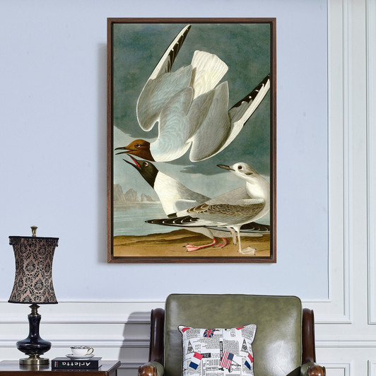 John James Audubon, Bonapartian Gull,The Birds Of America,Canvas Print,Canvas Art,Canvas Wall Art,Large Wall Art,Framed Wall Art,P2311