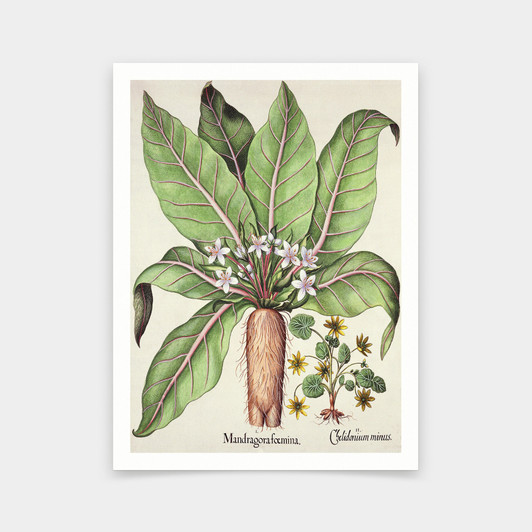 German School,Autumn Mandrake Drawing,art prints,Vintage art,canvas wall art,famous art prints,V5840