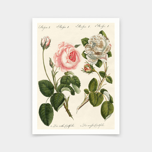 German School,Kinds of Roses Drawing,art prints,Vintage art,canvas wall art,famous art prints,V5843