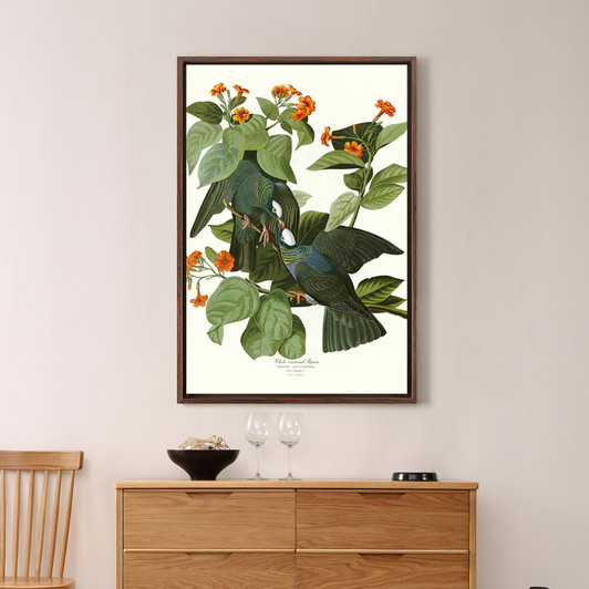 John James Audubon, White crowned Pigeon,The Birds of America,canvas print,canvas art,canvas wall art,large wall art,framed wall art,p2492