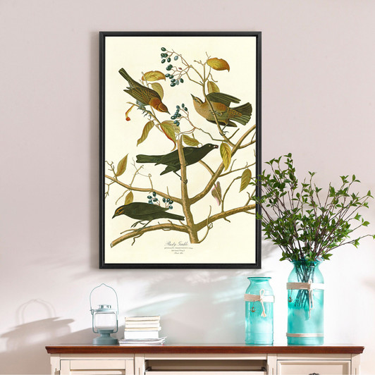 John James Audubon, Rusty Grakle,The Birds of America,canvas print,canvas art,canvas wall art,large wall art,framed wall art,p2459