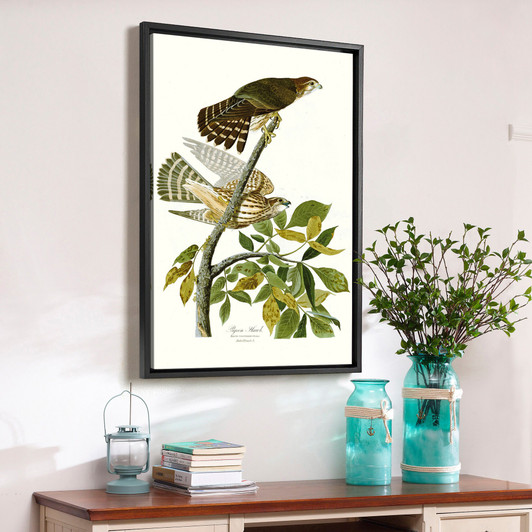 John James Audubon, Pigeon Hawk,The Birds of America,canvas print,canvas art,canvas wall art,large wall art,framed wall art,p2429
