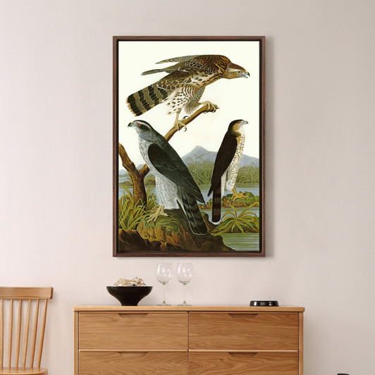 John James Audubon,GoshawkStanley Hawk,The Birds of America,canvas print,canvas art,canvas wall art,large wall art,framed wall art,p2383