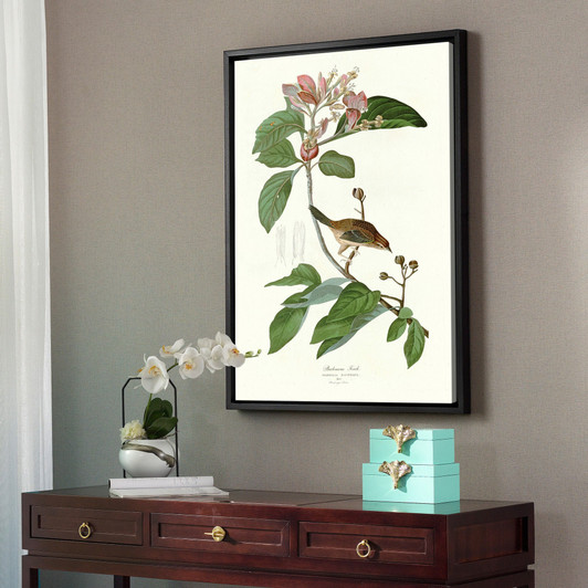John James Audubon, Bachmans Finch,The Birds of America,canvas print,canvas art,canvas wall art,large wall art,framed wall art,p2277
