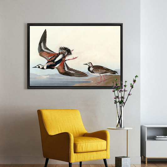 John James Audubon, Turn stone,The Birds of America,canvas print,canvas art,canvas wall art,large wall art,framed wall art,p1950
