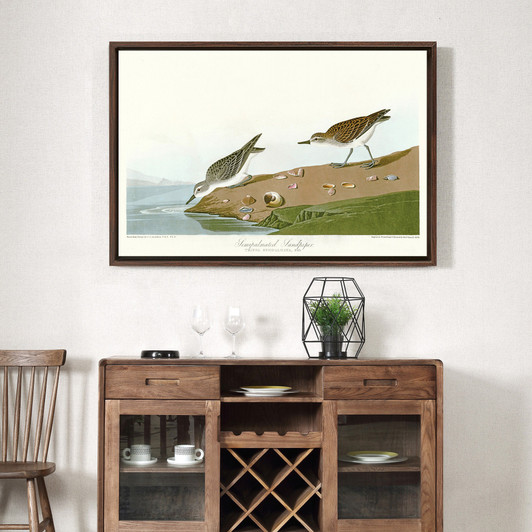 John James Audubon, Semipalmated Sandpiper,The Birds of America,canvas print,canvas art,canvas wall art,large wall art,framed wall art,p1930