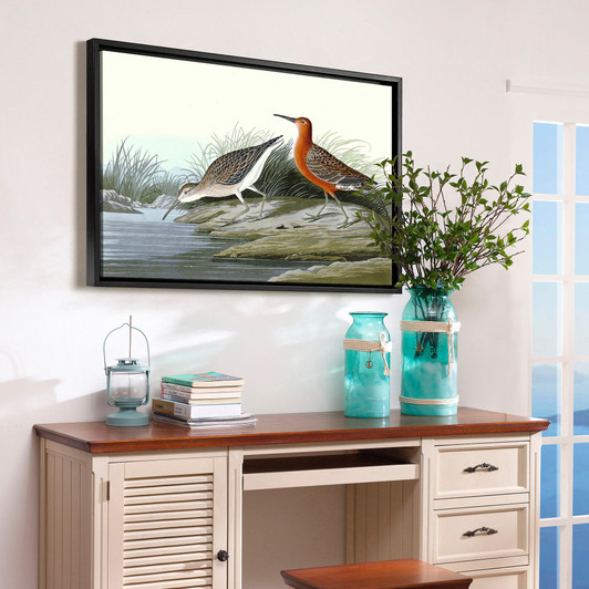 John James Audubon, Pigmy Curlew,The Birds of America,canvas print,canvas art,canvas wall art,large wall art,framed wall art,p1899