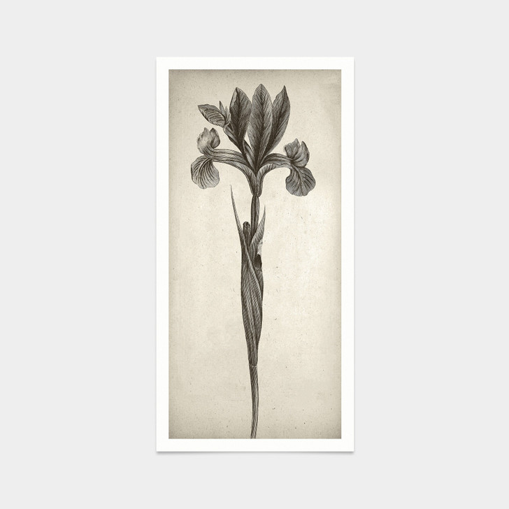 Botanical Wall Art,iris painting,Botanical Prints Black White,art ,Vintage art,canvas wall art,famous art prints,vertical narrow print,V7316