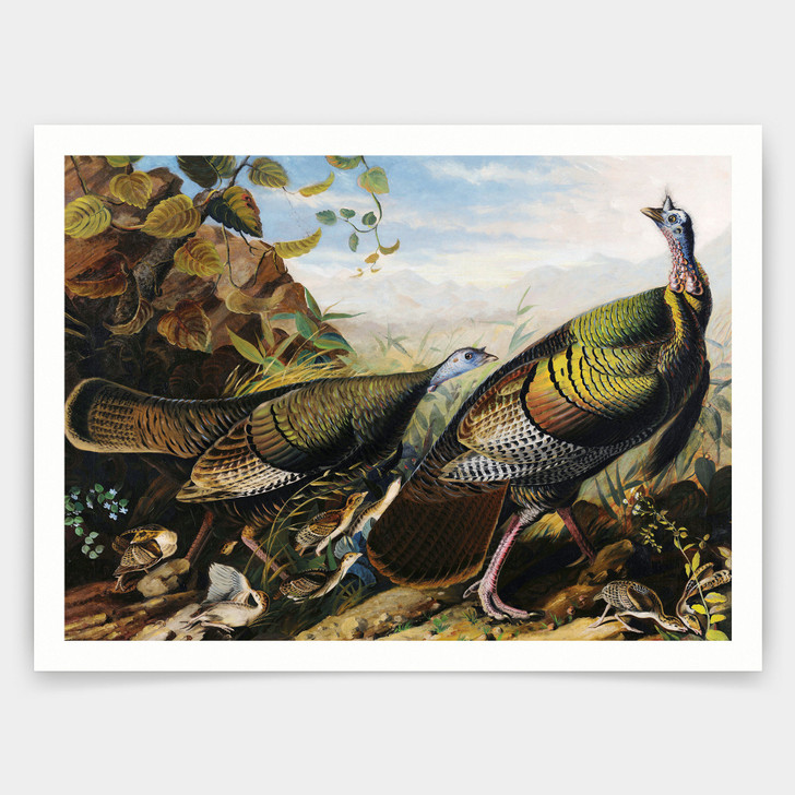 John Jamse Audubon,Wild Turkey Cock, Hen and Young,art prints,Vintage art,canvas wall art,famous art prints,q1170