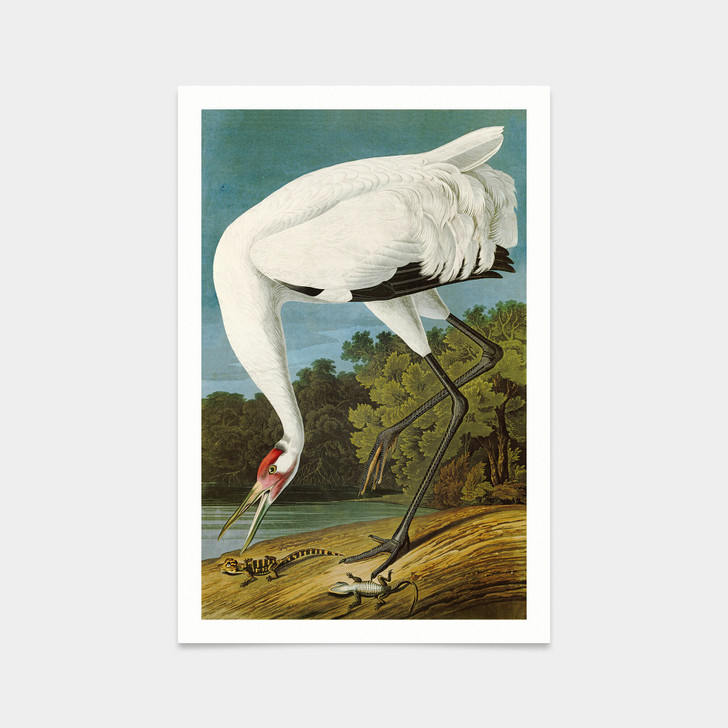 John James Audubon,226 Hooping Crane,art prints,Vintage art,canvas wall art,famous art prints,q2515