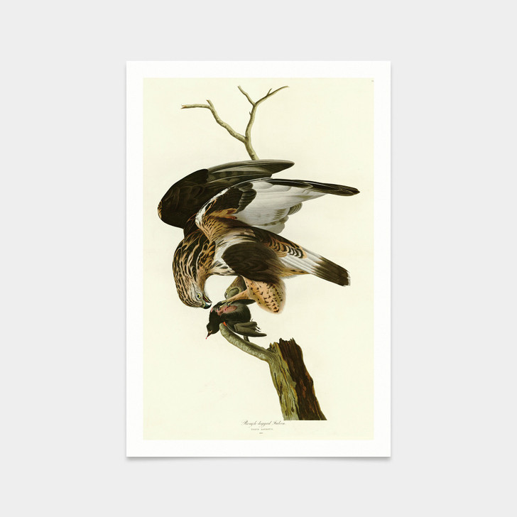 John James Audubon,166 Rough legged Falcon,art prints,Vintage art,canvas wall art,famous art prints,q2514