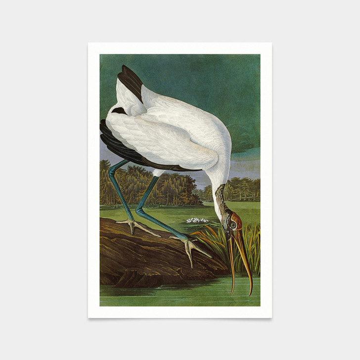 John James Audubon, Wood Ibiss,art prints,Vintage art,canvas wall art,famous art prints,q2497