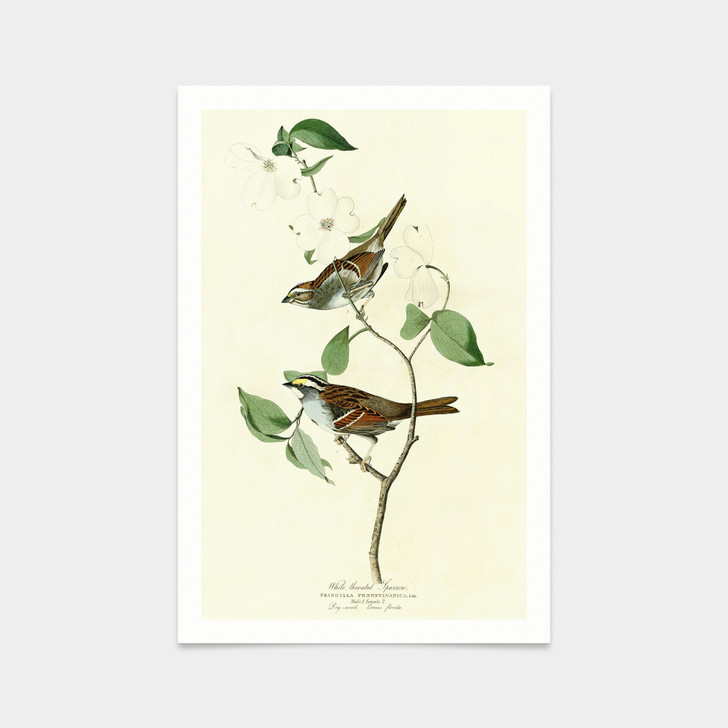 John James Audubon, White throated Sparrow,art prints,Vintage art,canvas wall art,famous art prints,q2495