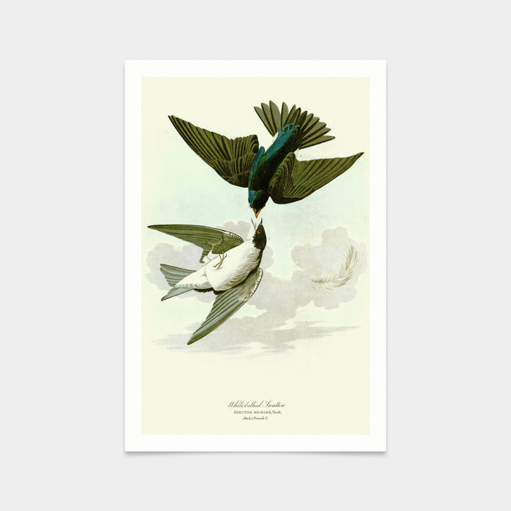 John James Audubon, White bellied Swallow,art prints,Vintage art,canvas wall art,famous art prints,q2490