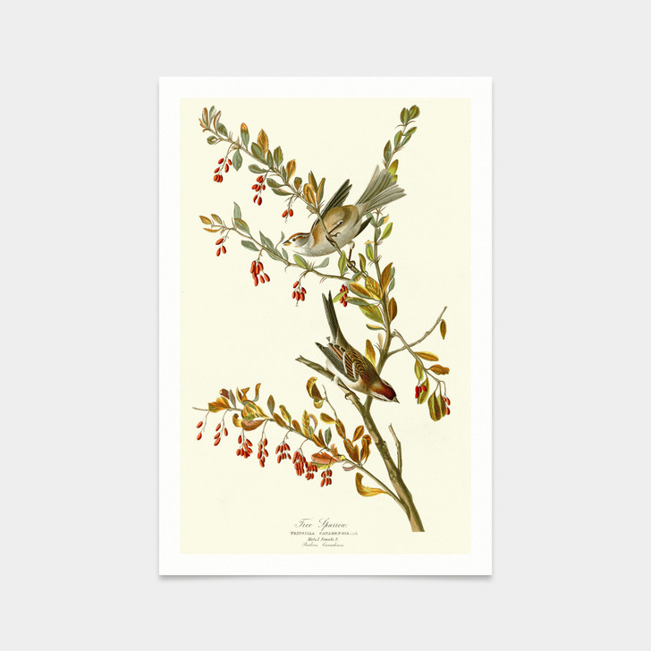 John James Audubon, Tree Sparrow,art prints,Vintage art,canvas wall art,famous art prints,q2484