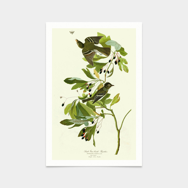 John James Audubon, Small Green Crested Flycatcher,art prints,Vintage art,canvas wall art,famous art prints,q2466