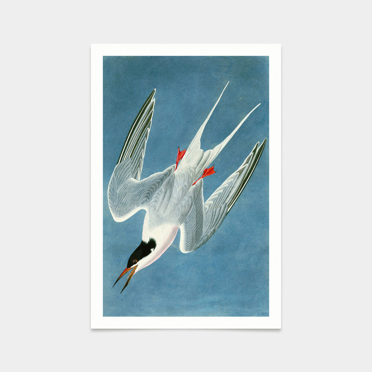 John James Audubon, Roseate Tern,art prints,Vintage art,canvas wall art,famous art prints,q2454