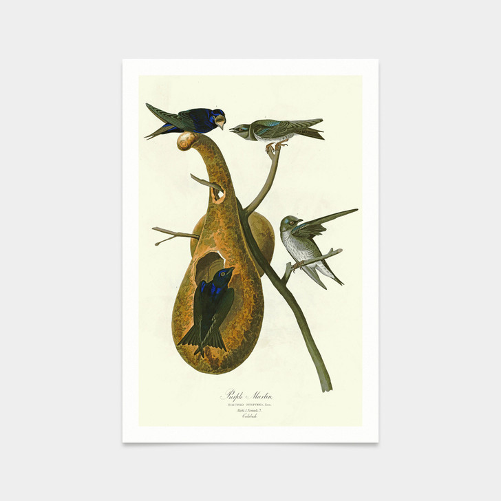 John James Audubon, Purple Martin,art prints,Vintage art,canvas wall art,famous art prints,q2440