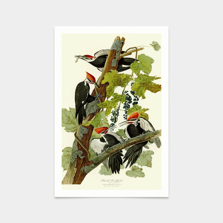 John James Audubon, Pileated Woodpecker,art prints,Vintage art,canvas wall art,famous art prints,q2430