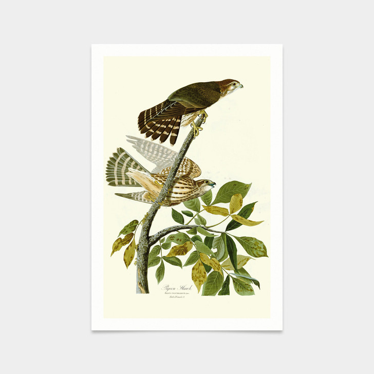 John James Audubon, Pigeon Hawk,art prints,Vintage art,canvas wall art,famous art prints,q2429