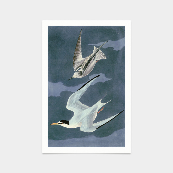John James Audubon, Lesser Tern,art prints,Vintage art,canvas wall art,famous art prints,q2404