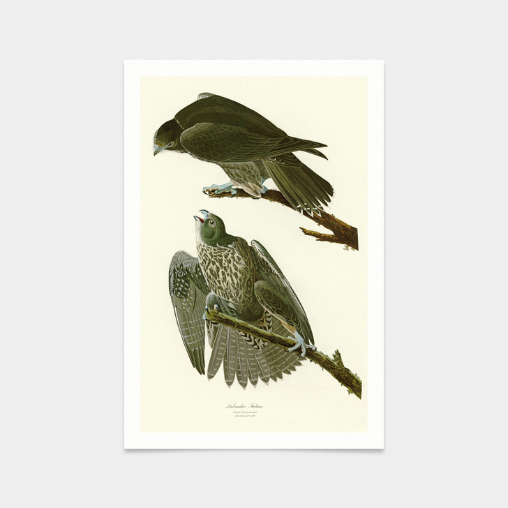 John James Audubon, Labrador Falcon,art prints,Vintage art,canvas wall art,famous art prints,q2401