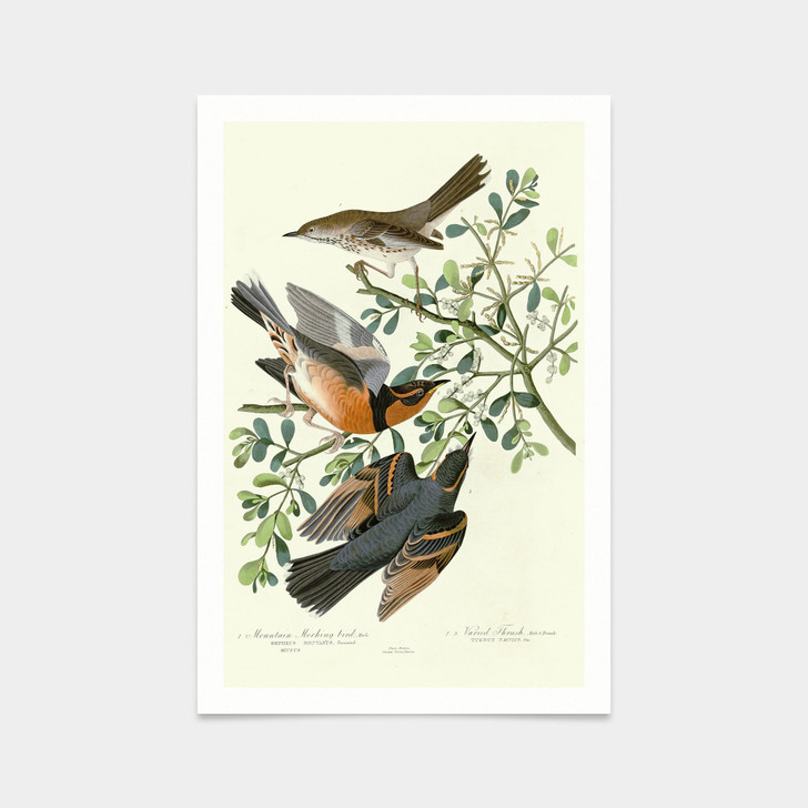 John James Audubon, I  Mountain Mocking bird ,Varied Thrush,art prints,Vintage art,canvas wall art,famous art prints,q2392