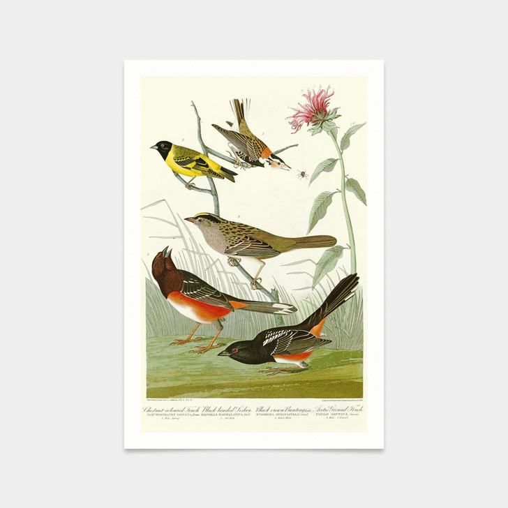 John James Audubon, I Chestnut coloured Finch,Black headed Siskin,Black crown Bunting,Arctic Ground Finch,q2379