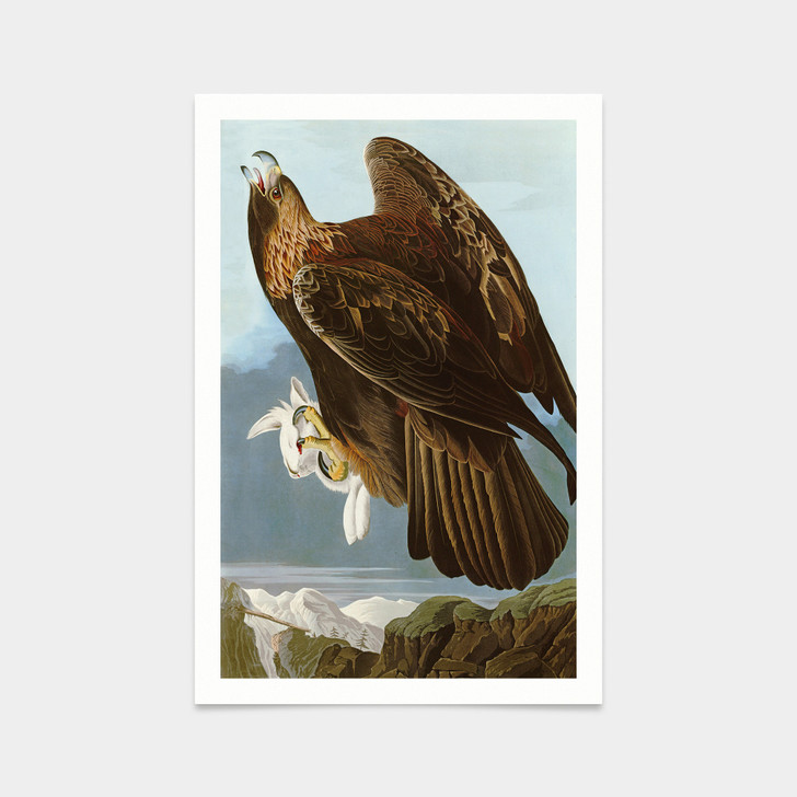 John James Audubon, Goldon Eagle,art prints,Vintage art,canvas wall art,famous art prints,q2350