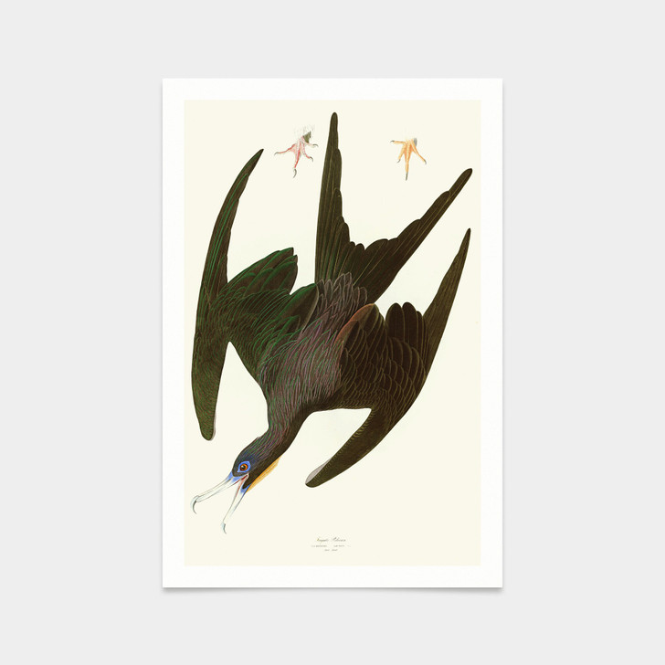 John James Audubon, Frigate Pelican,art prints,Vintage art,canvas wall art,famous art prints,q2346