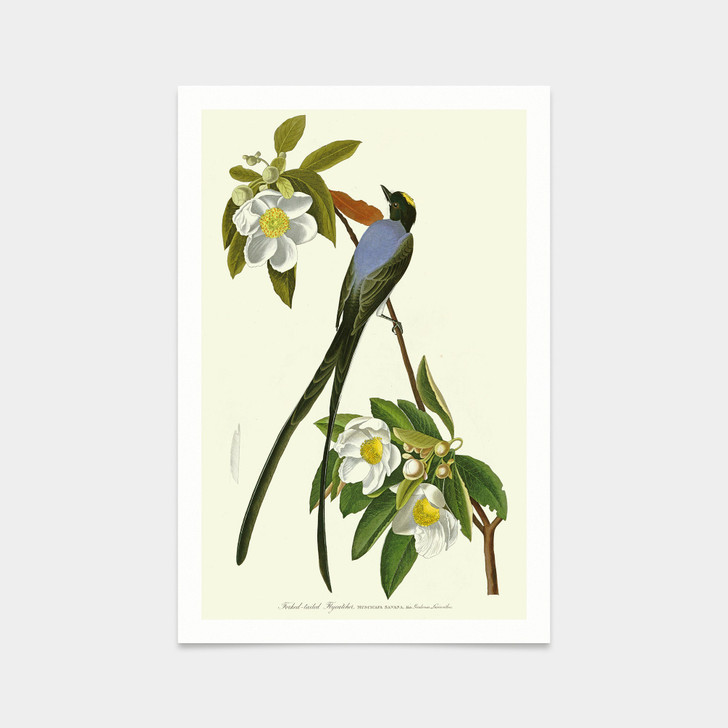 John James Audubon, Fork tailed Flycatcher,art prints,Vintage art,canvas wall art,famous art prints,q2345