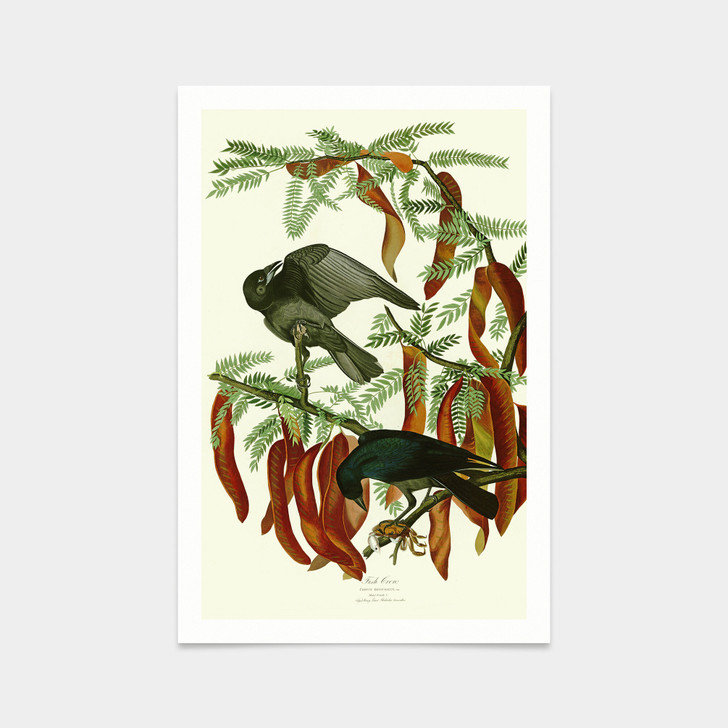 John James Audubon, Fish Crow,art prints,Vintage art,canvas wall art,famous art prints,q2342